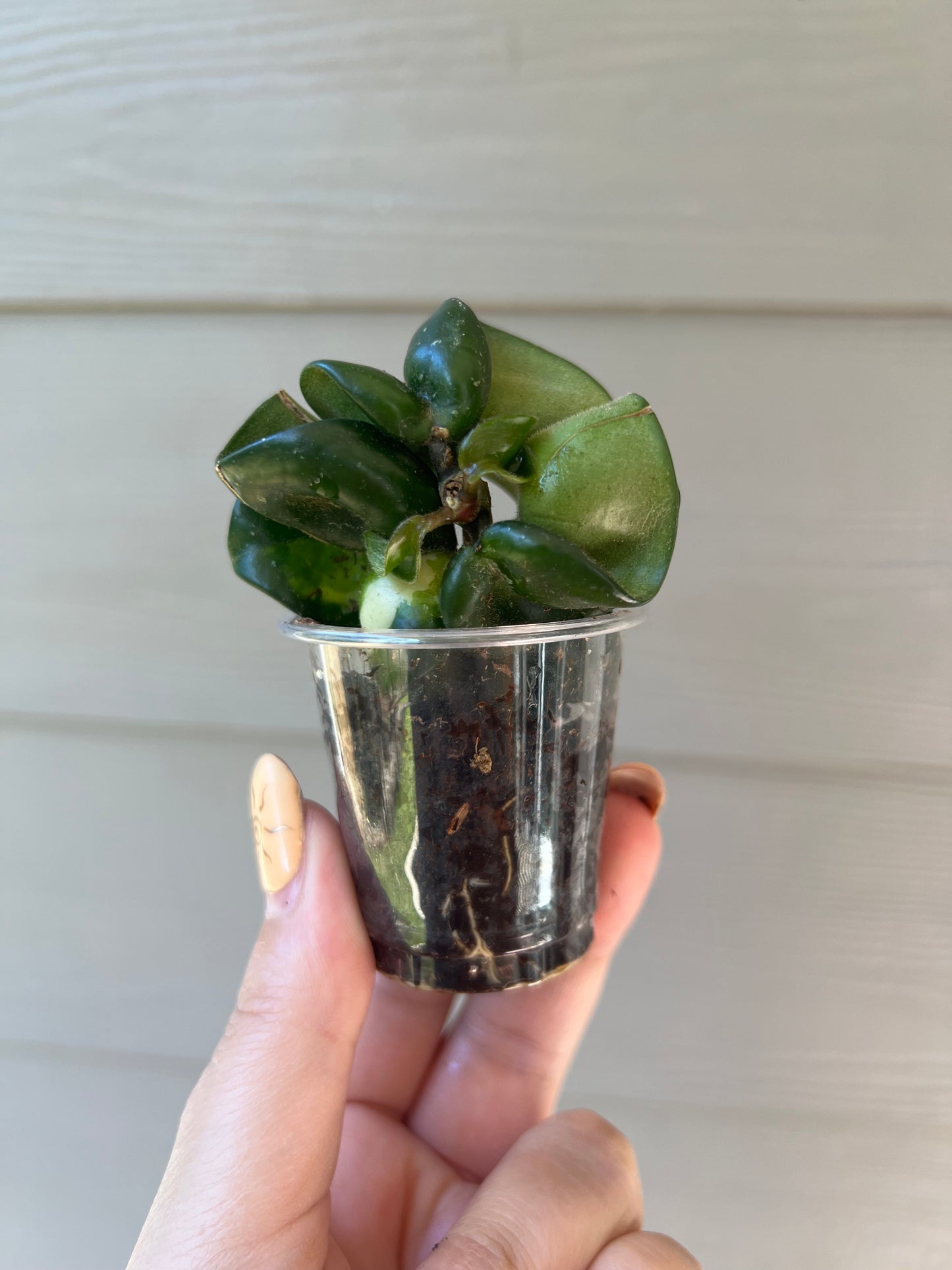 Hoya Mauna Loa cutting - low variegation