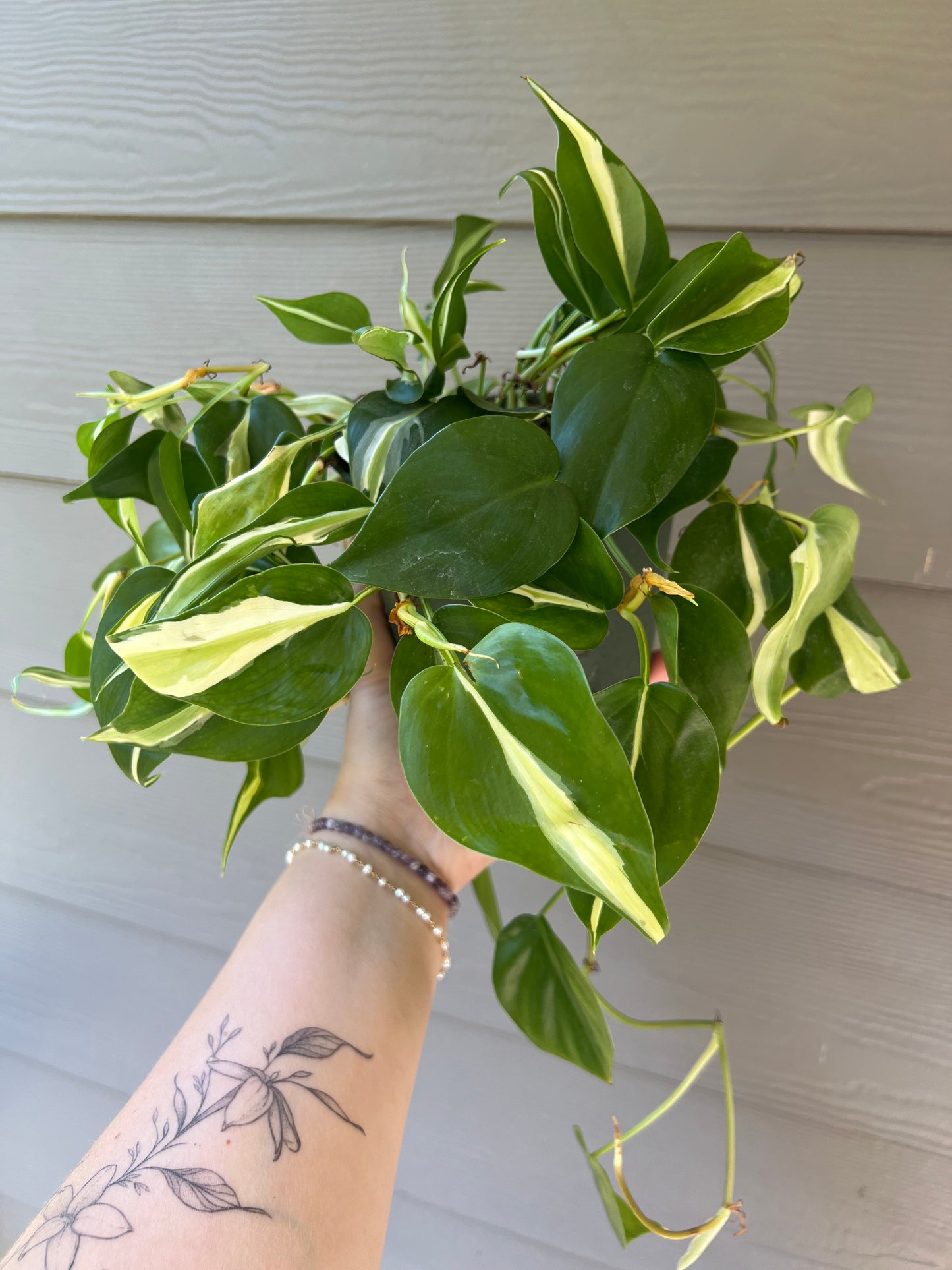 Philodendron 'Silver Stripe'- 6" Pot