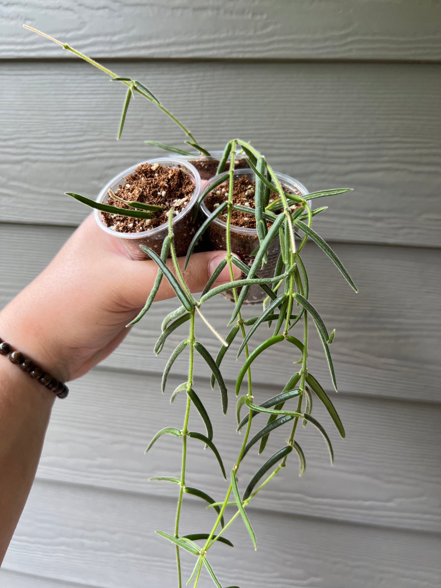 Hoya Lineras Cuttings