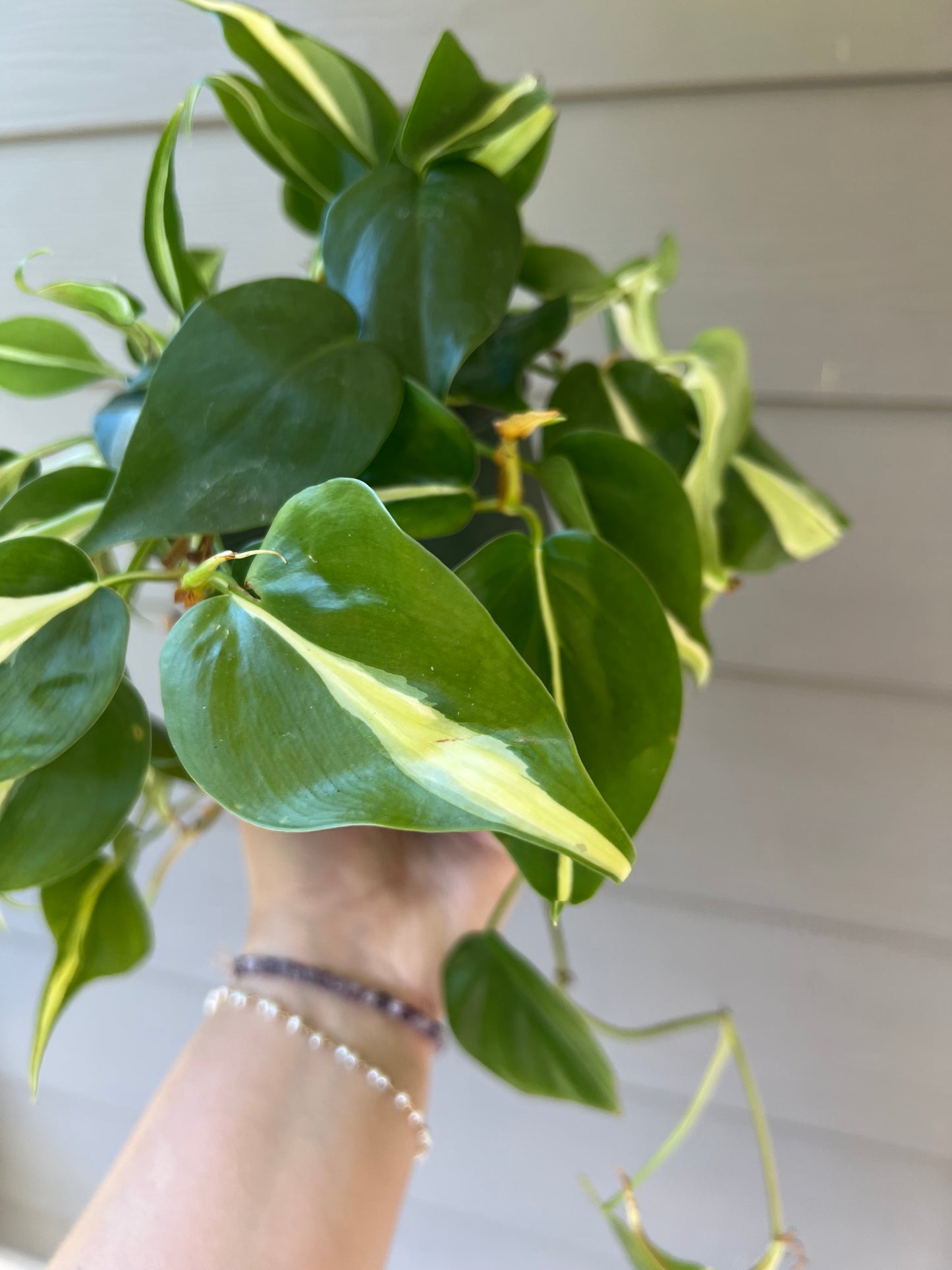 Philodendron 'Silver Stripe'- 6" Pot