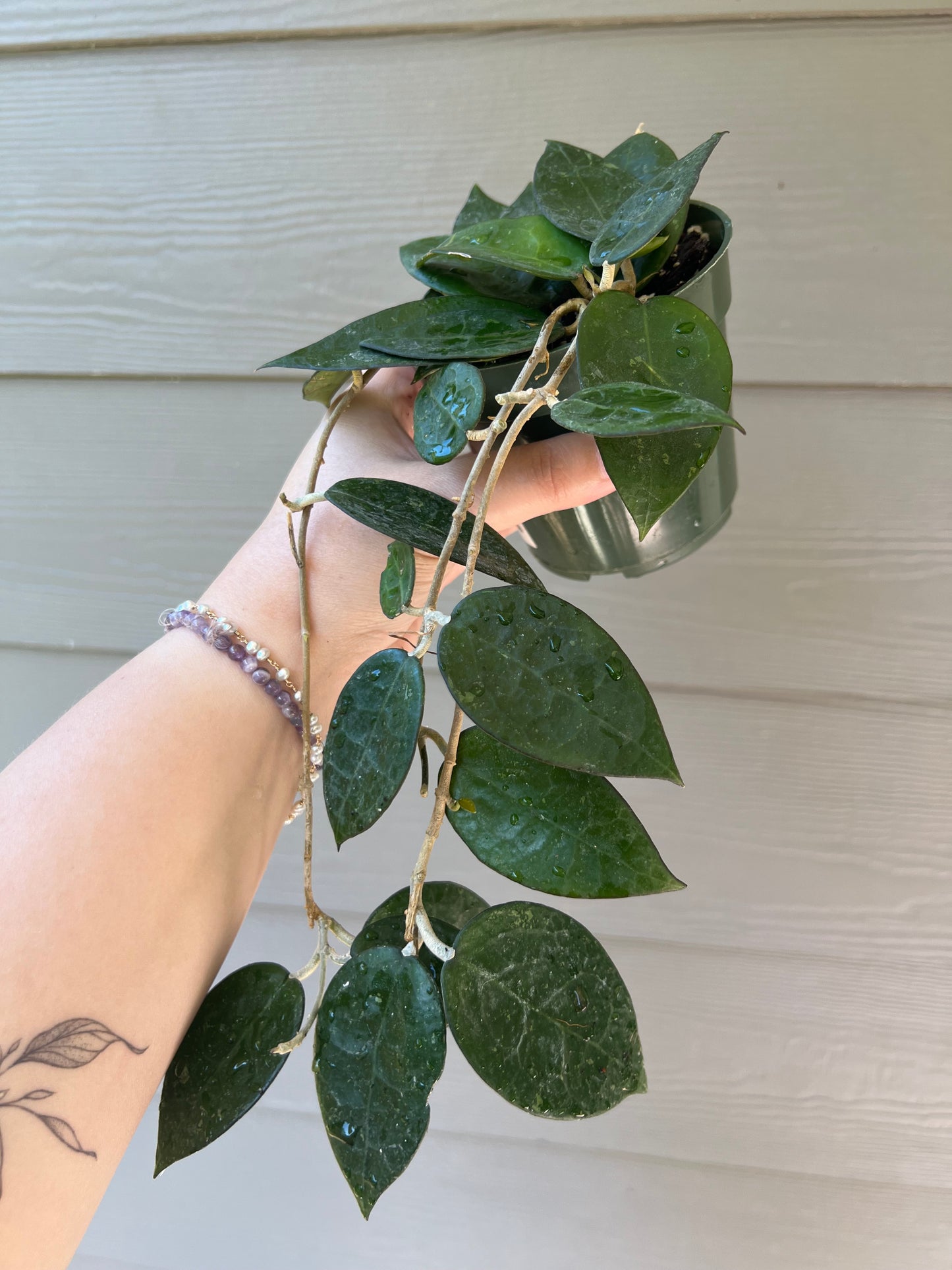 Hoya Black Margin