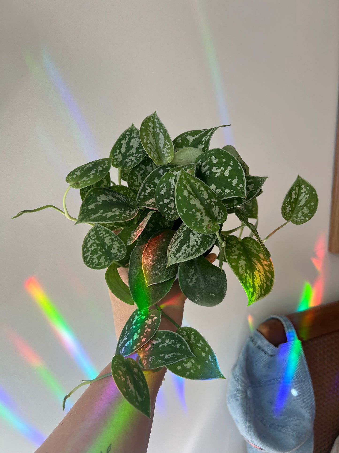 Scindapsus Silvery Ann (Pothos Silver Satin)