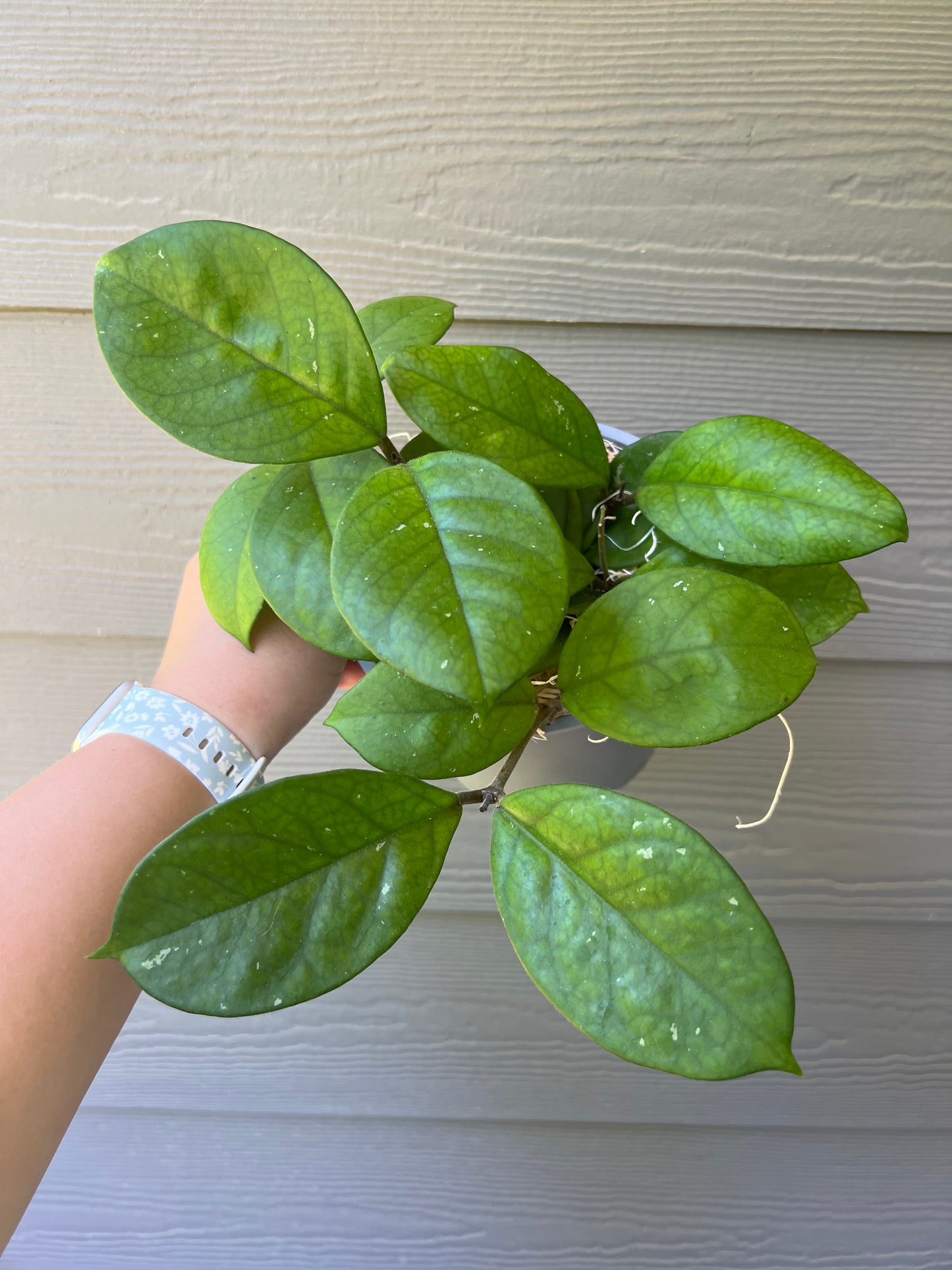 6 inch Hoya Fungii