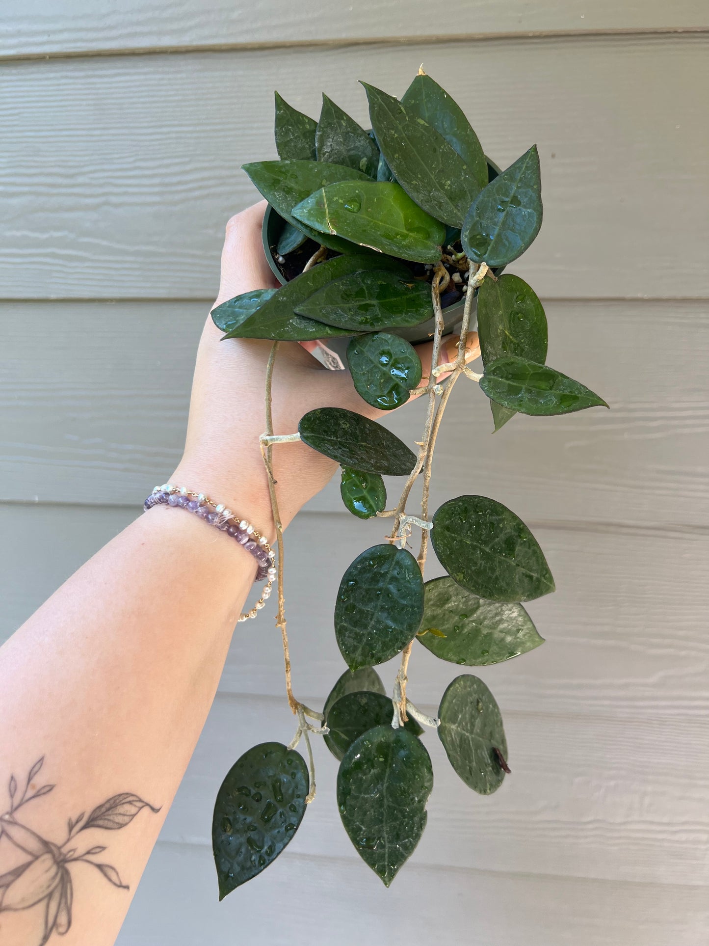 Hoya Black Margin