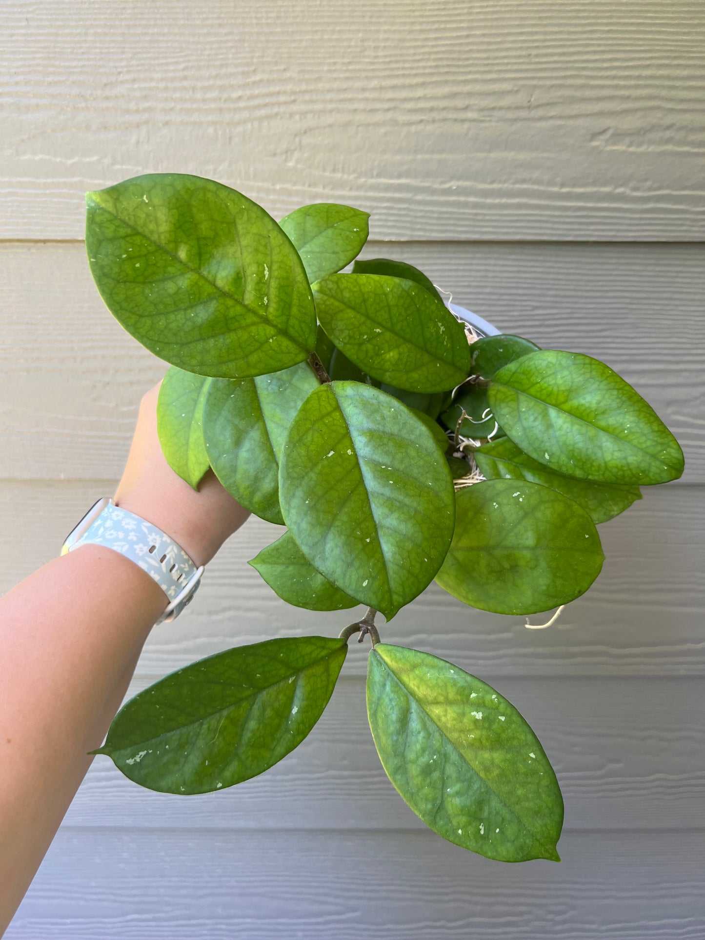 6 inch Hoya Fungii