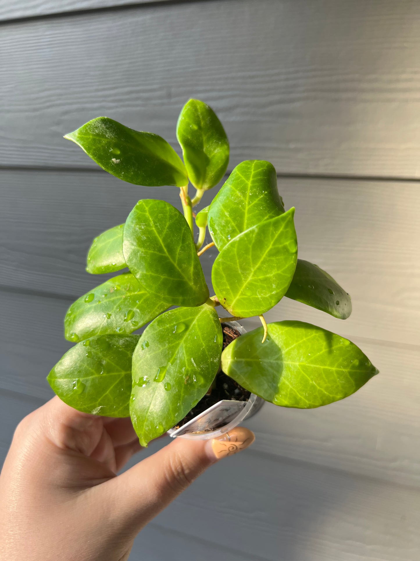 Hoya Obscura Cutting