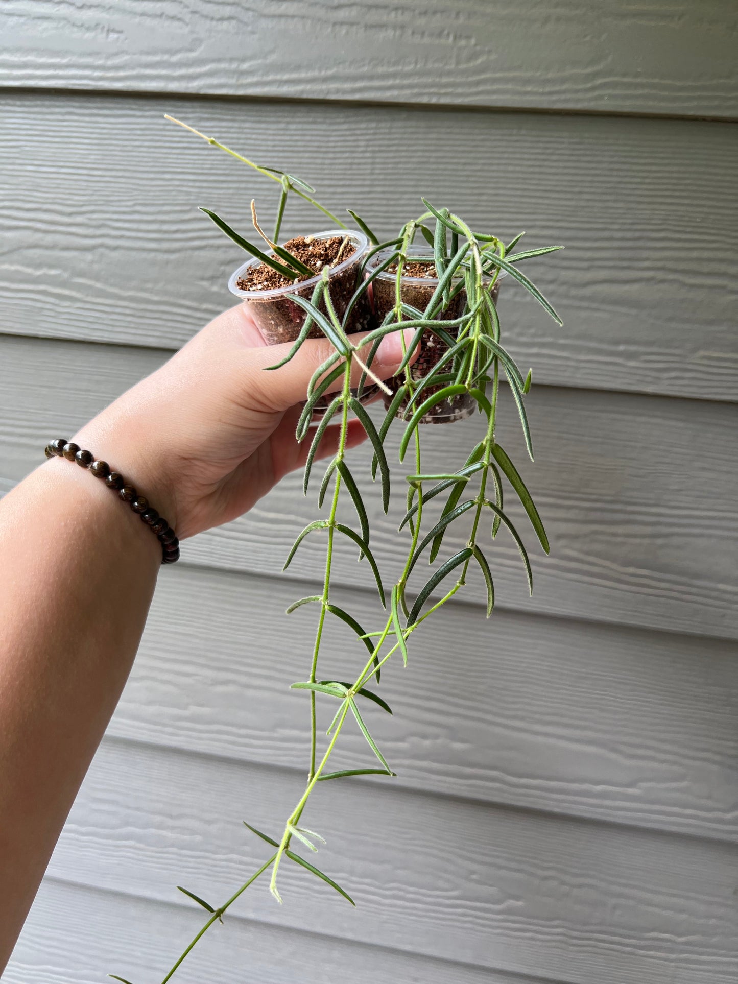 Hoya Lineras Cuttings