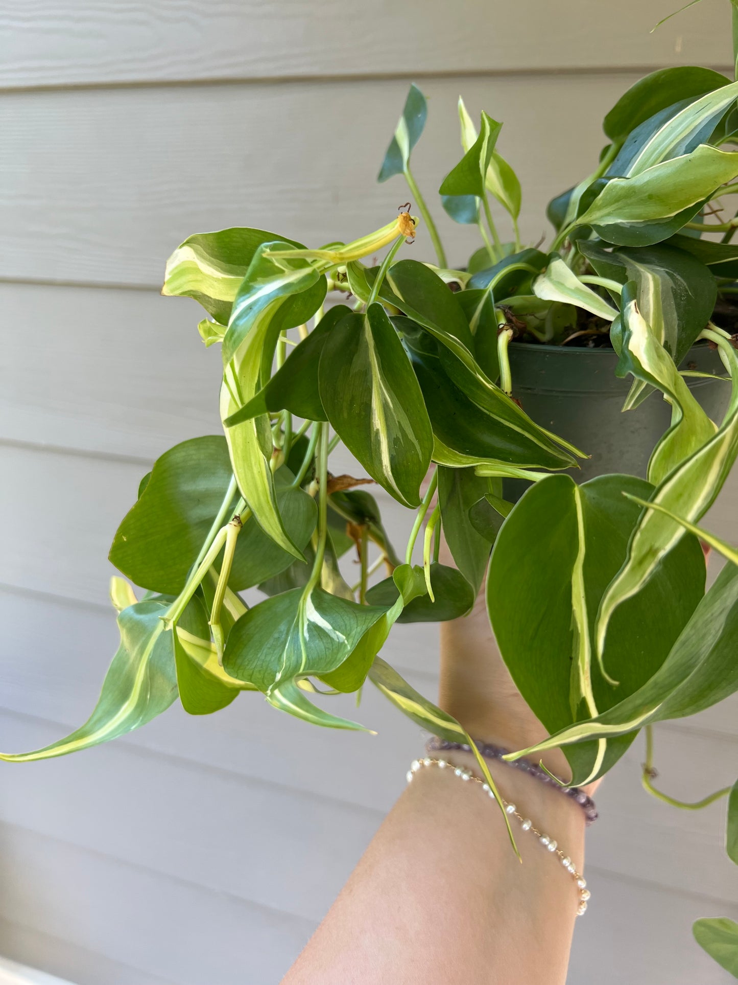 Philodendron 'Silver Stripe'- 6" Pot
