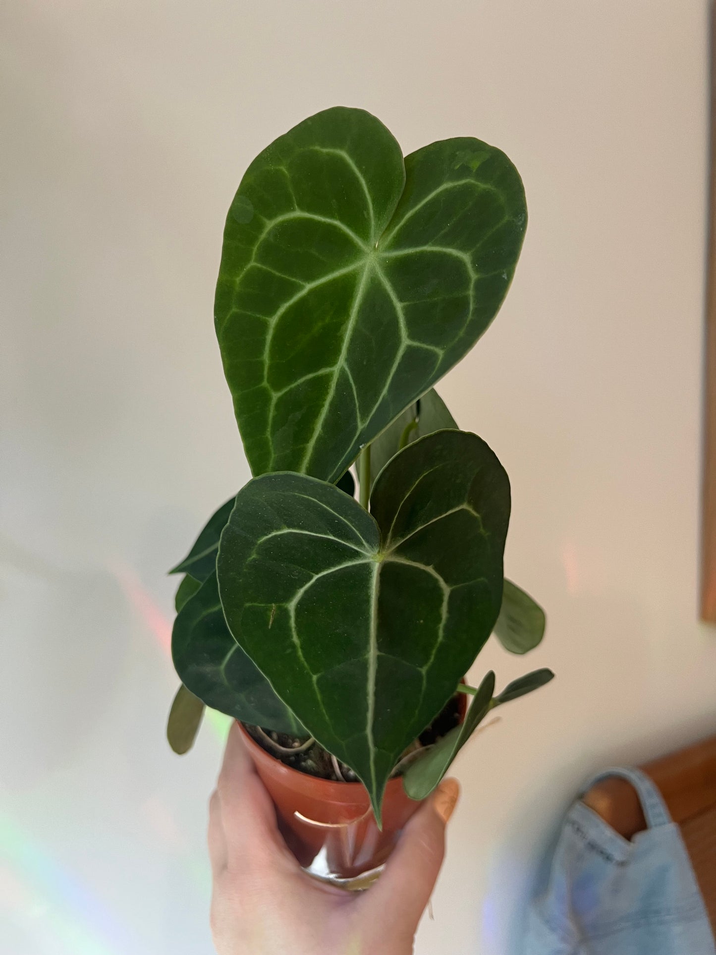 4 inch Anthurium Crystallinum