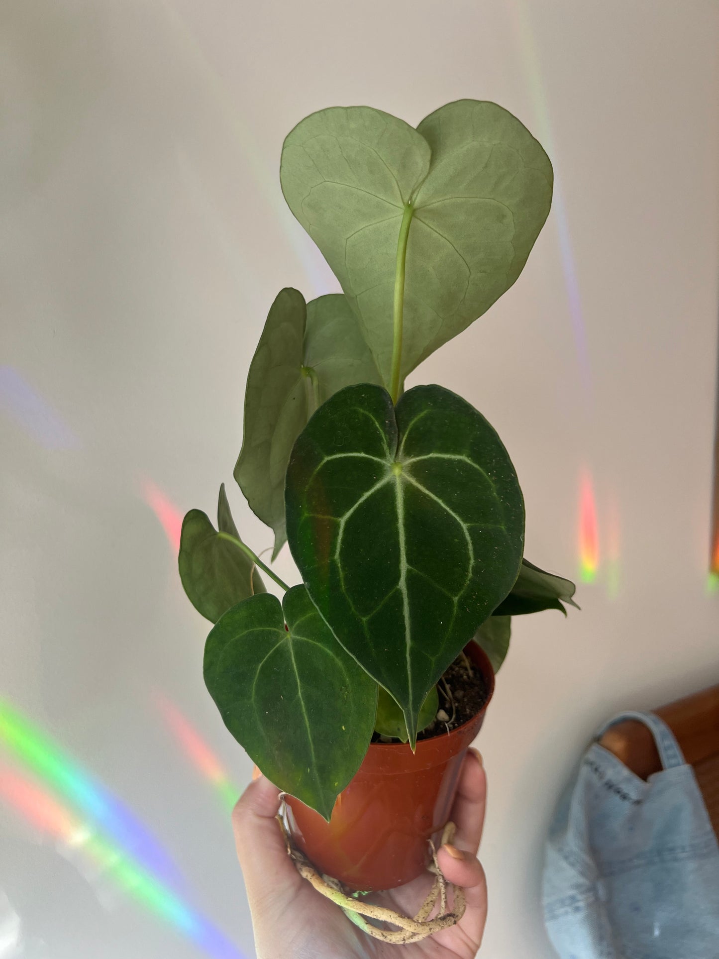 4 inch Anthurium Crystallinum