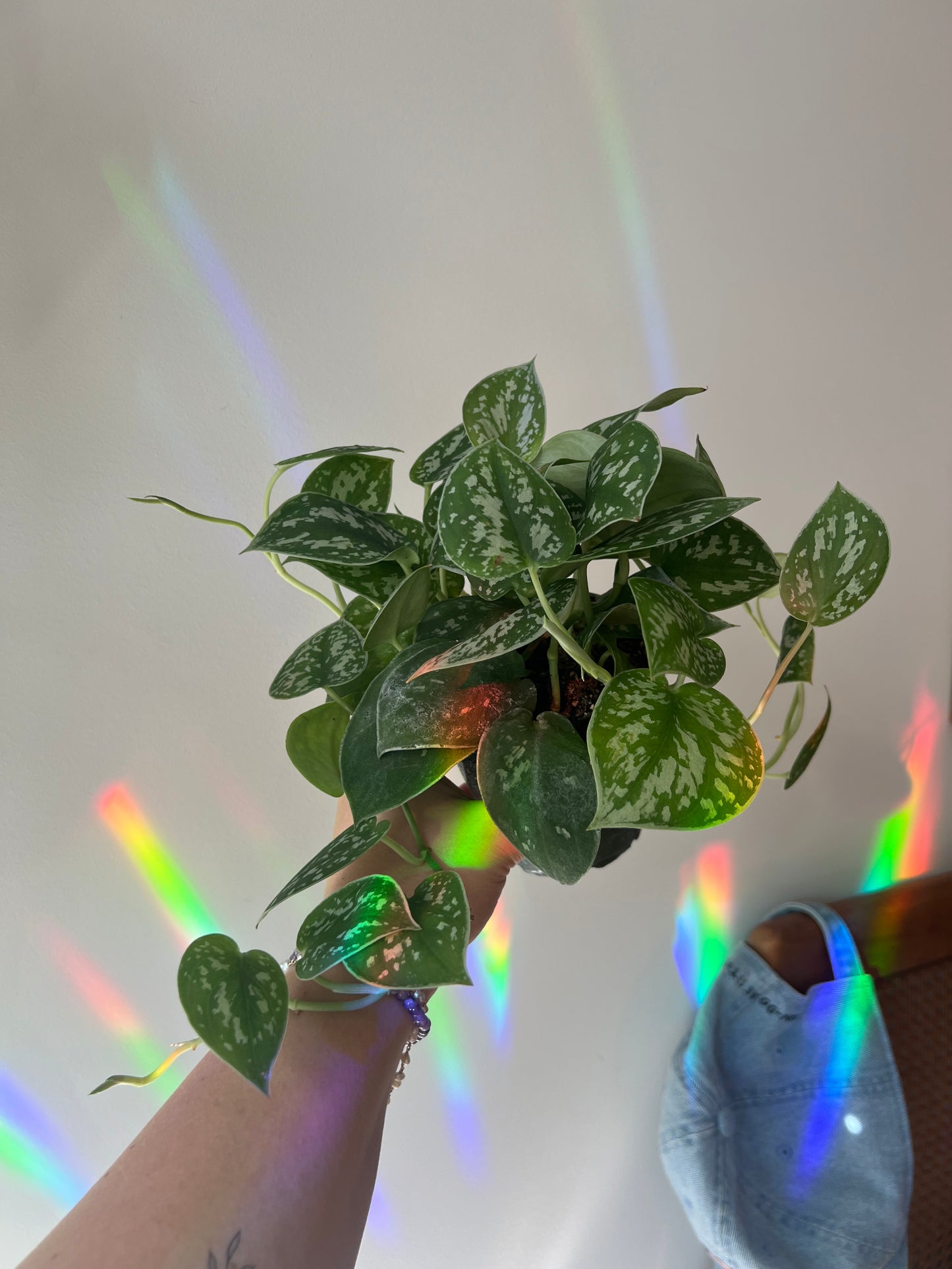 Scindapsus Silvery Ann (Pothos Silver Satin)