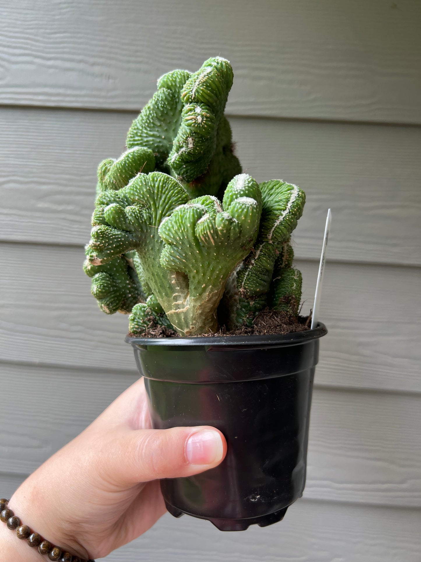 Coral Cacti 4 Inch