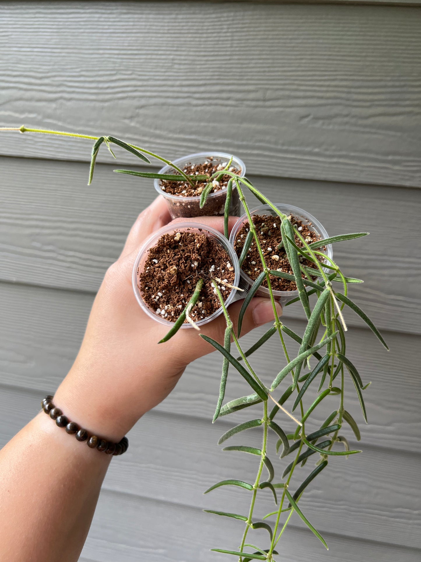 Hoya Lineras Cuttings
