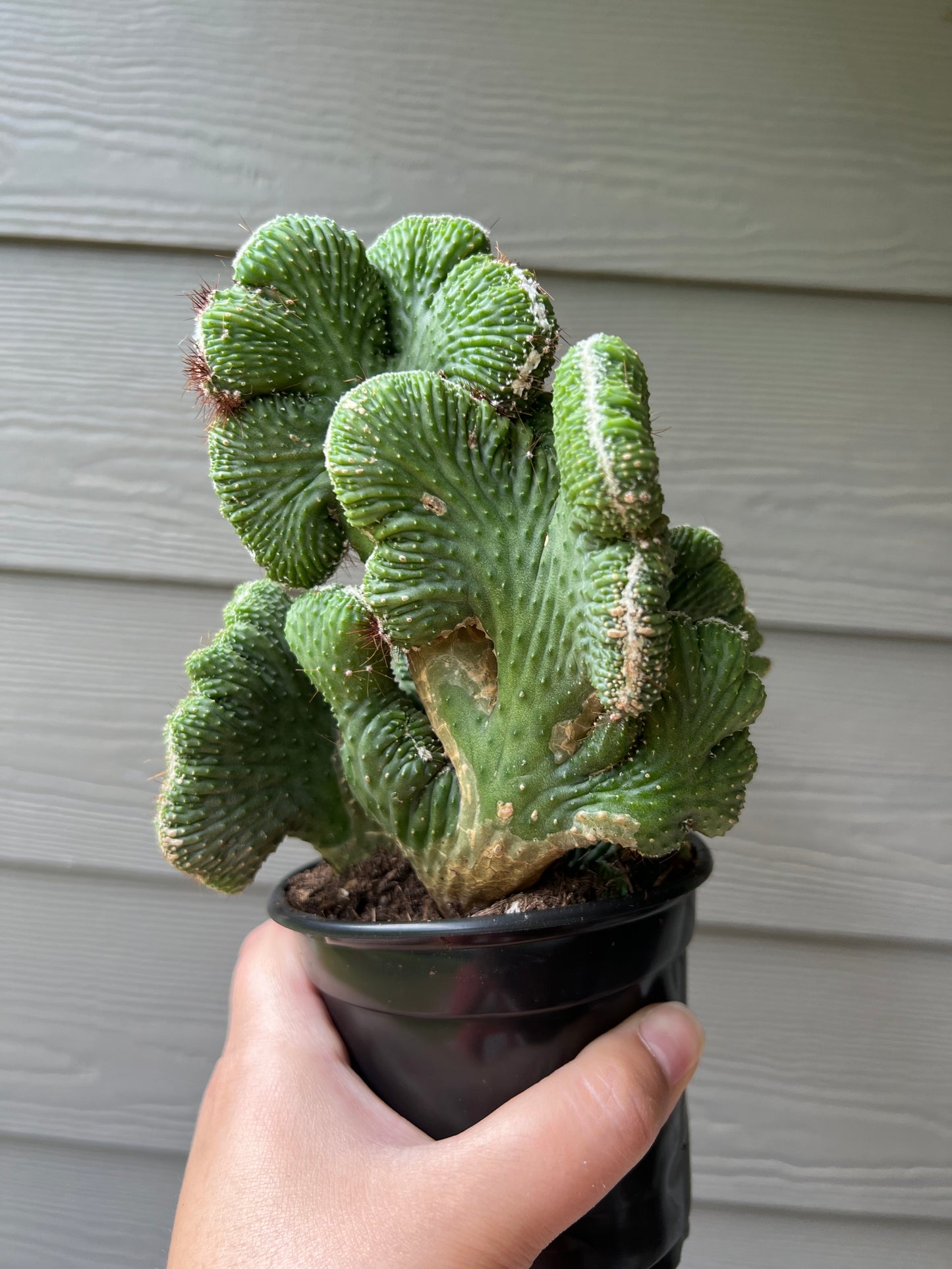 Coral Cacti 4 Inch