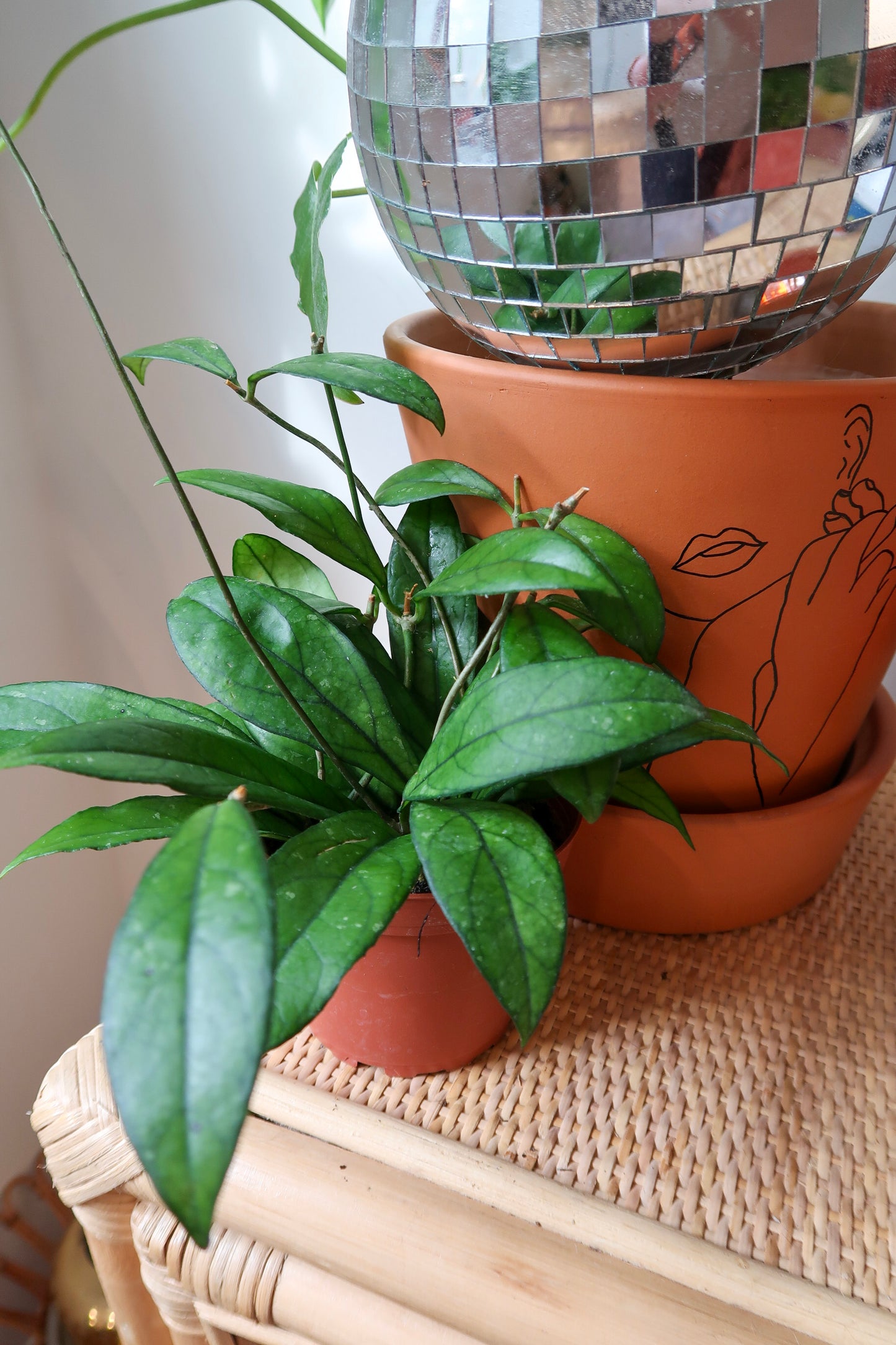 Hoya Crassipetiolata - 4" Pot
