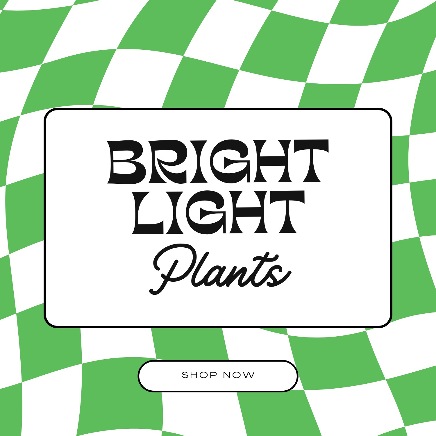 Bright Light Plants