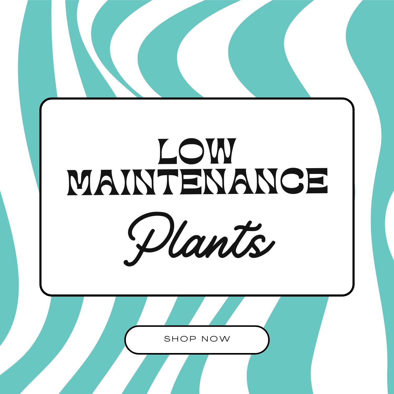 Low Maintenace Plants