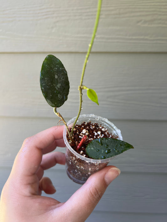 Hoya Caudata Sumatra Cutting