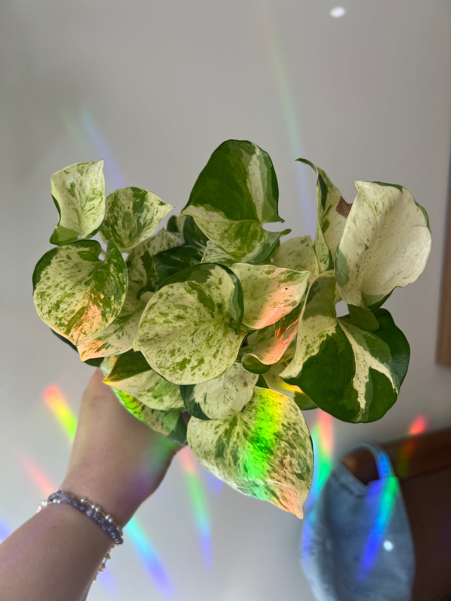 Pothos Manjula