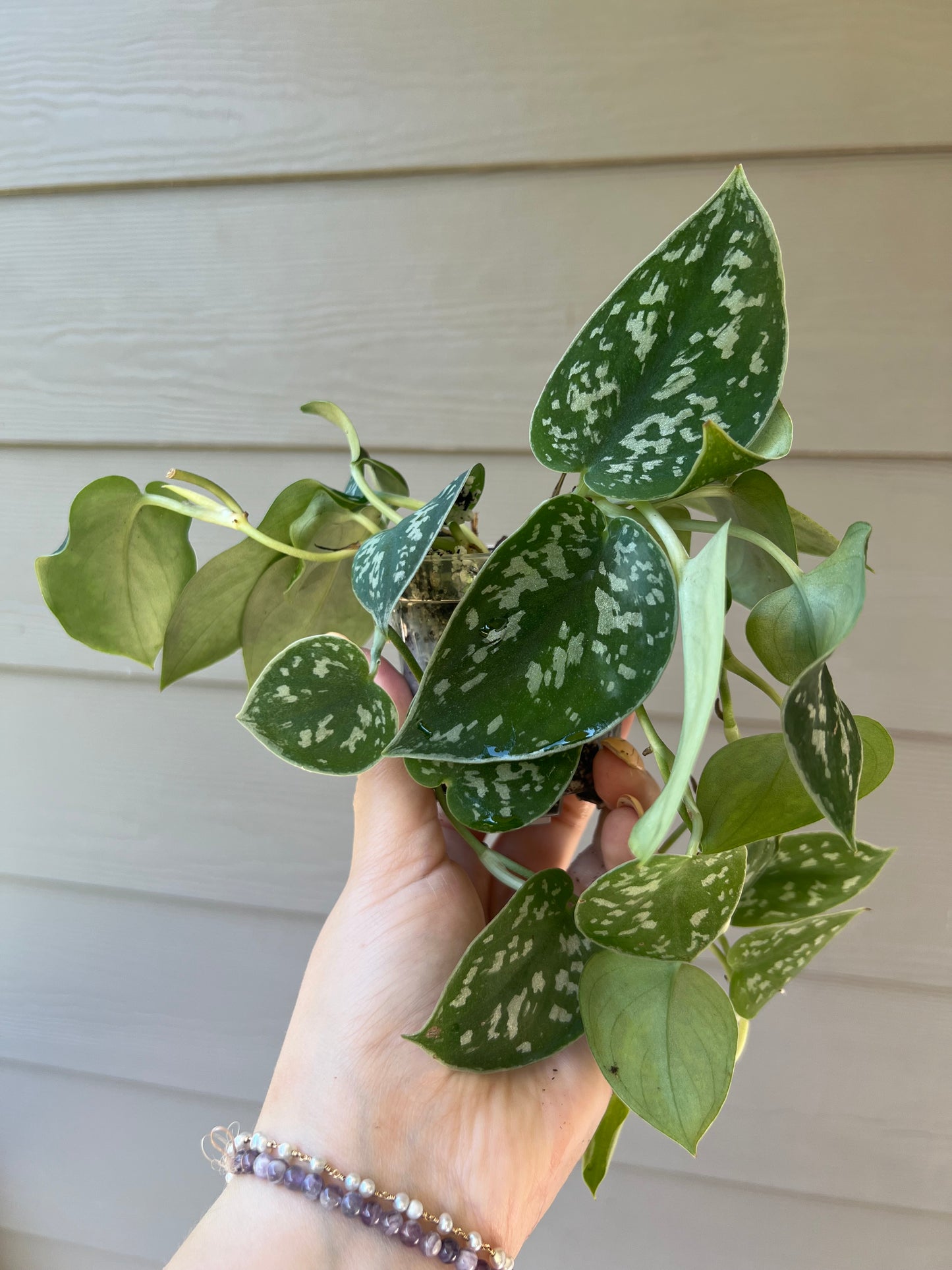 3 Inch Silvery Ann Scindapsus
