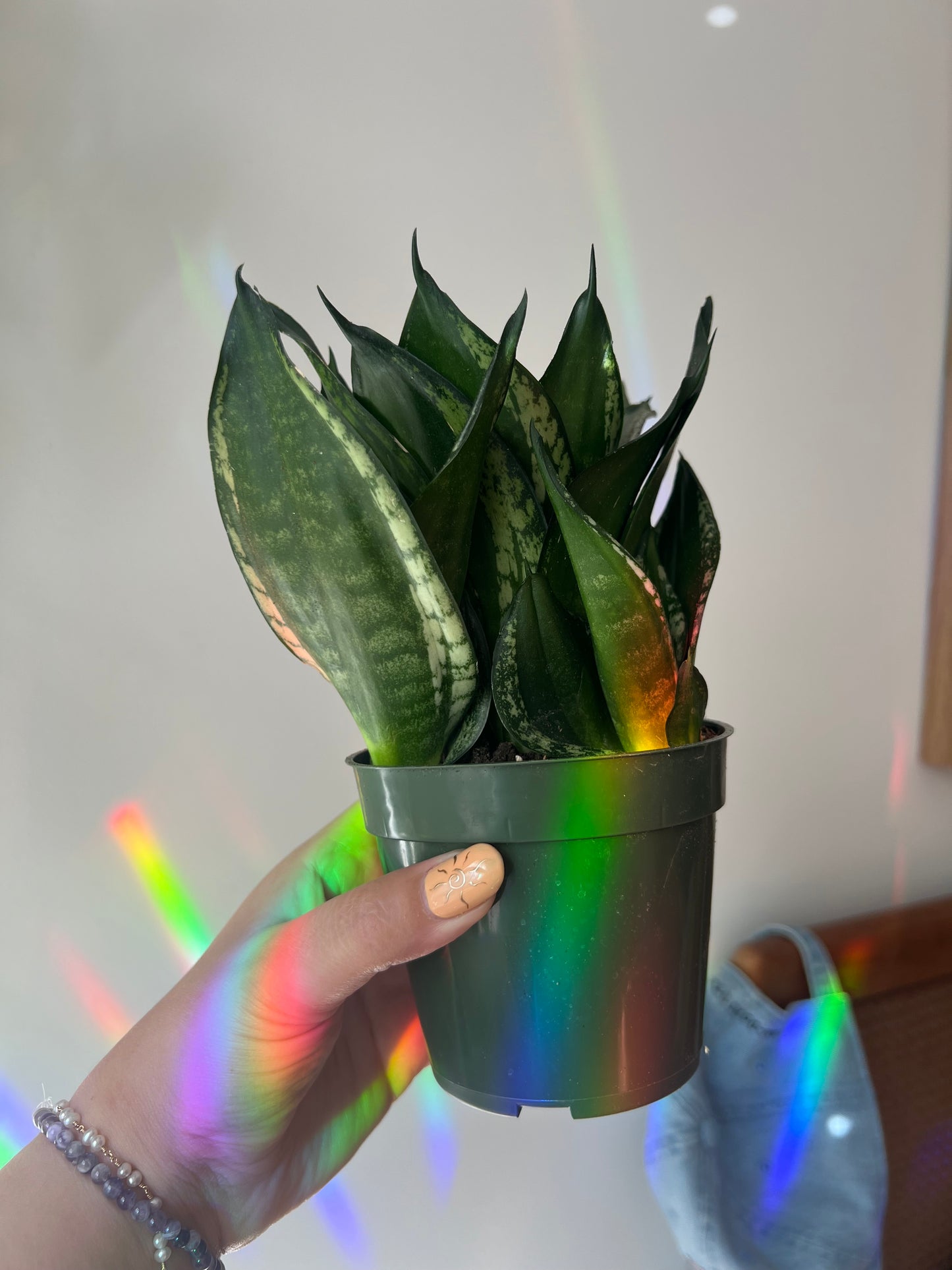 Snake Plant ‘Whitney’