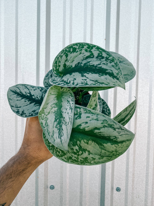 4" Scindapsus 'Pictus Exotica'