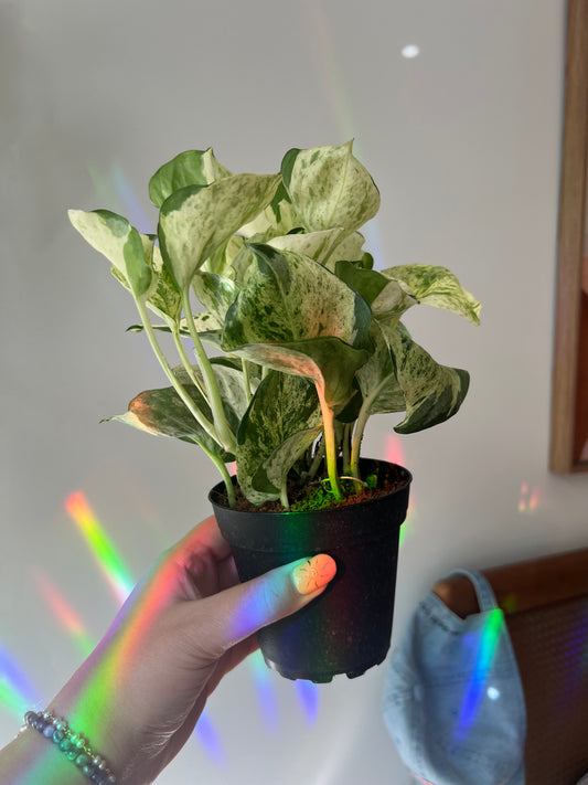 Pothos Manjula