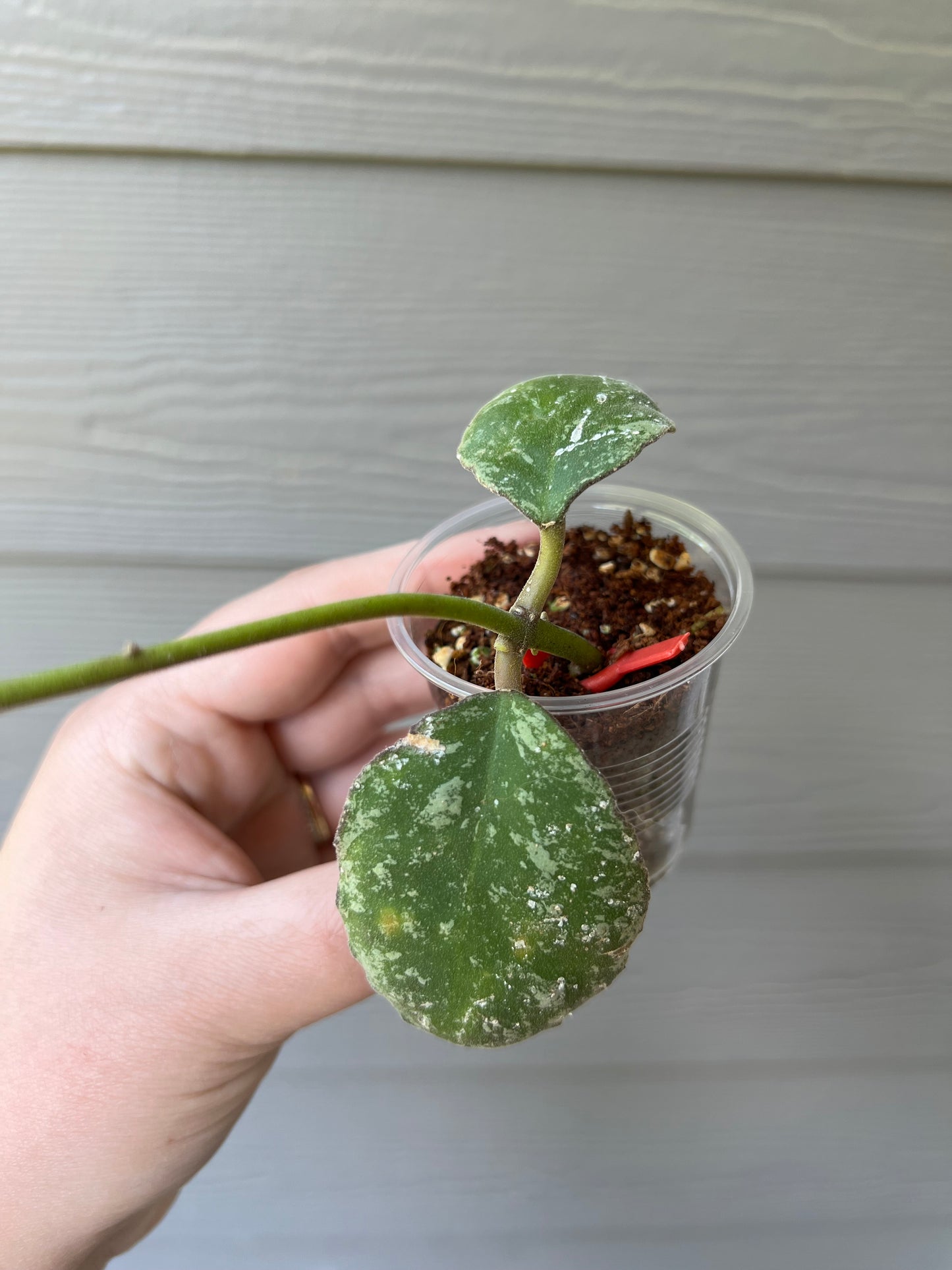 HOYA WAYMANIAE (SPLASH) Cutting