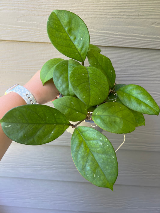 6 inch Hoya Fungii