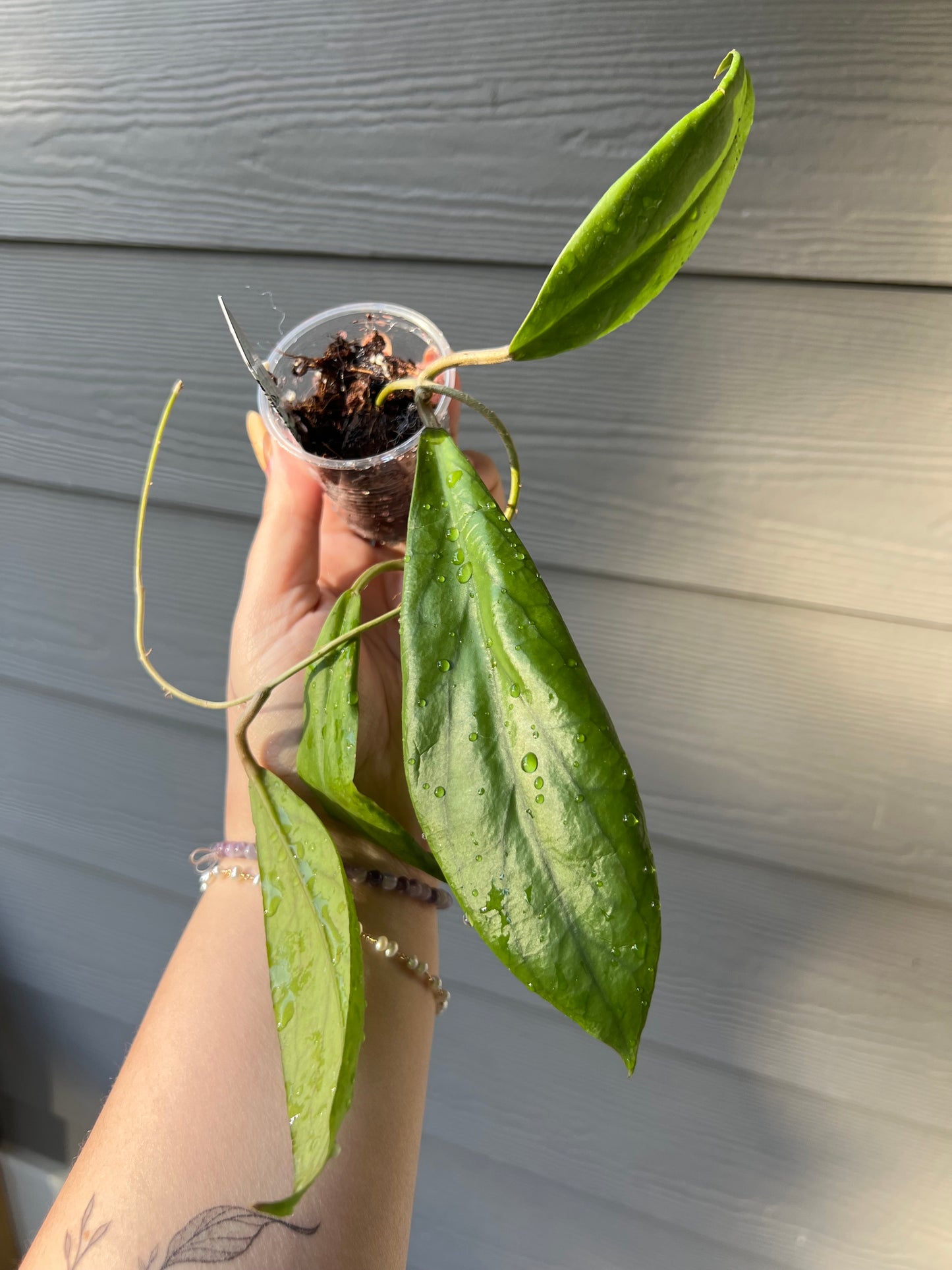 Hoya Golden Eye Cutting
