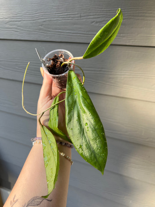 Hoya Golden Eye Cutting