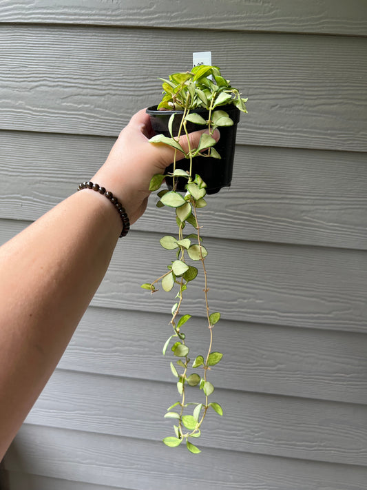Hoya Heuschkeliana Variegata 4 Inch