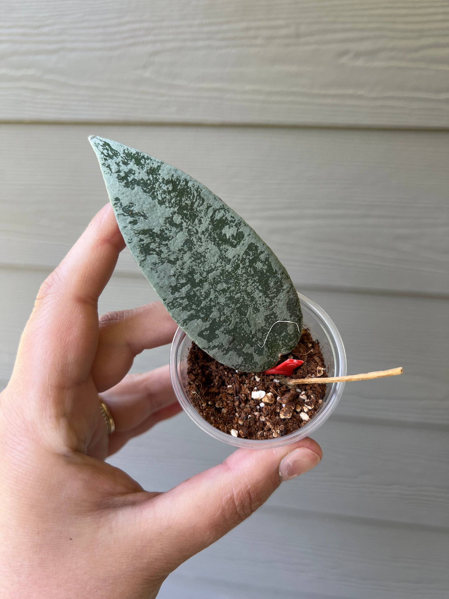Hoya Flagellata Cutting