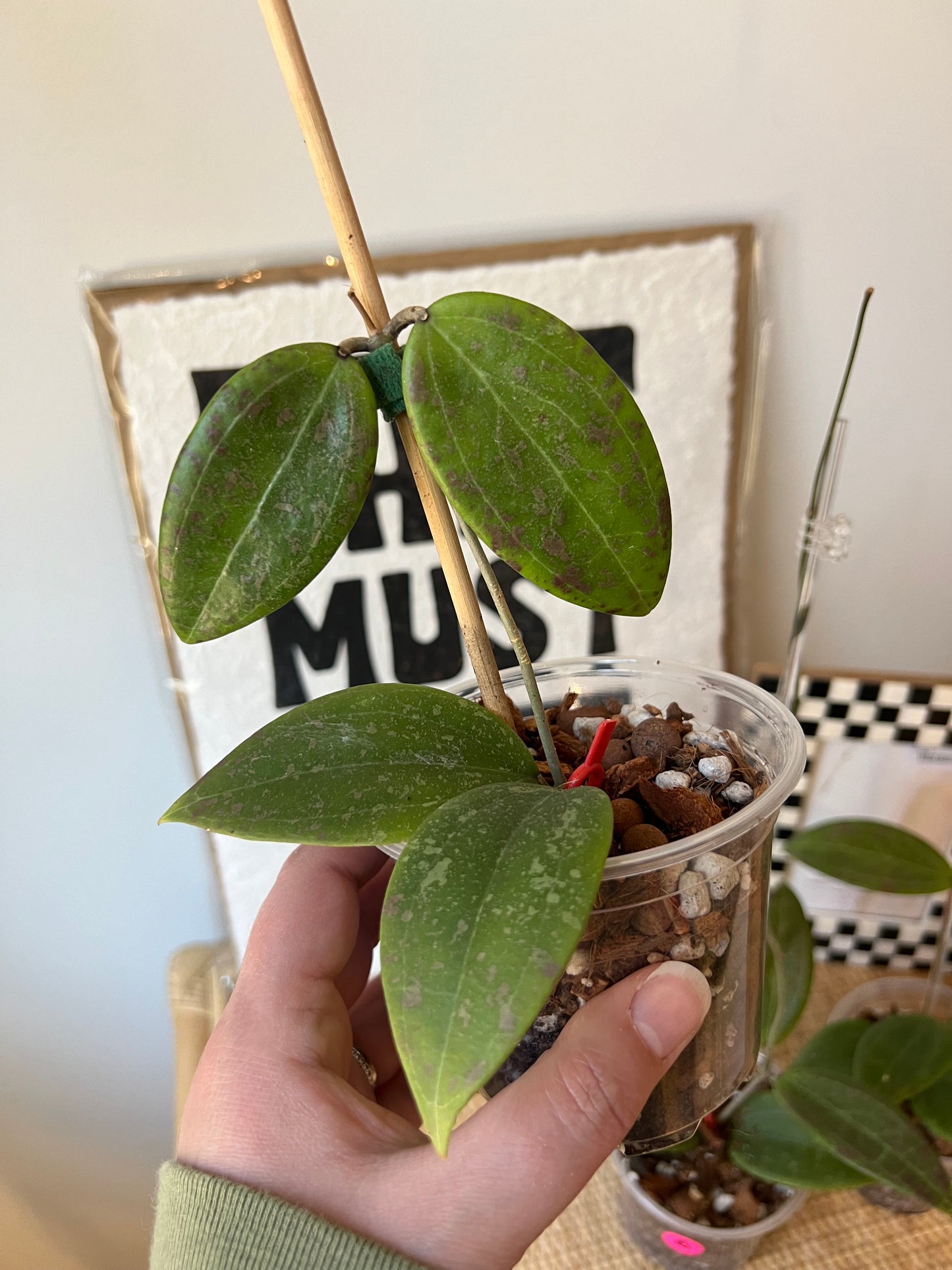 Hoya Wibergiae