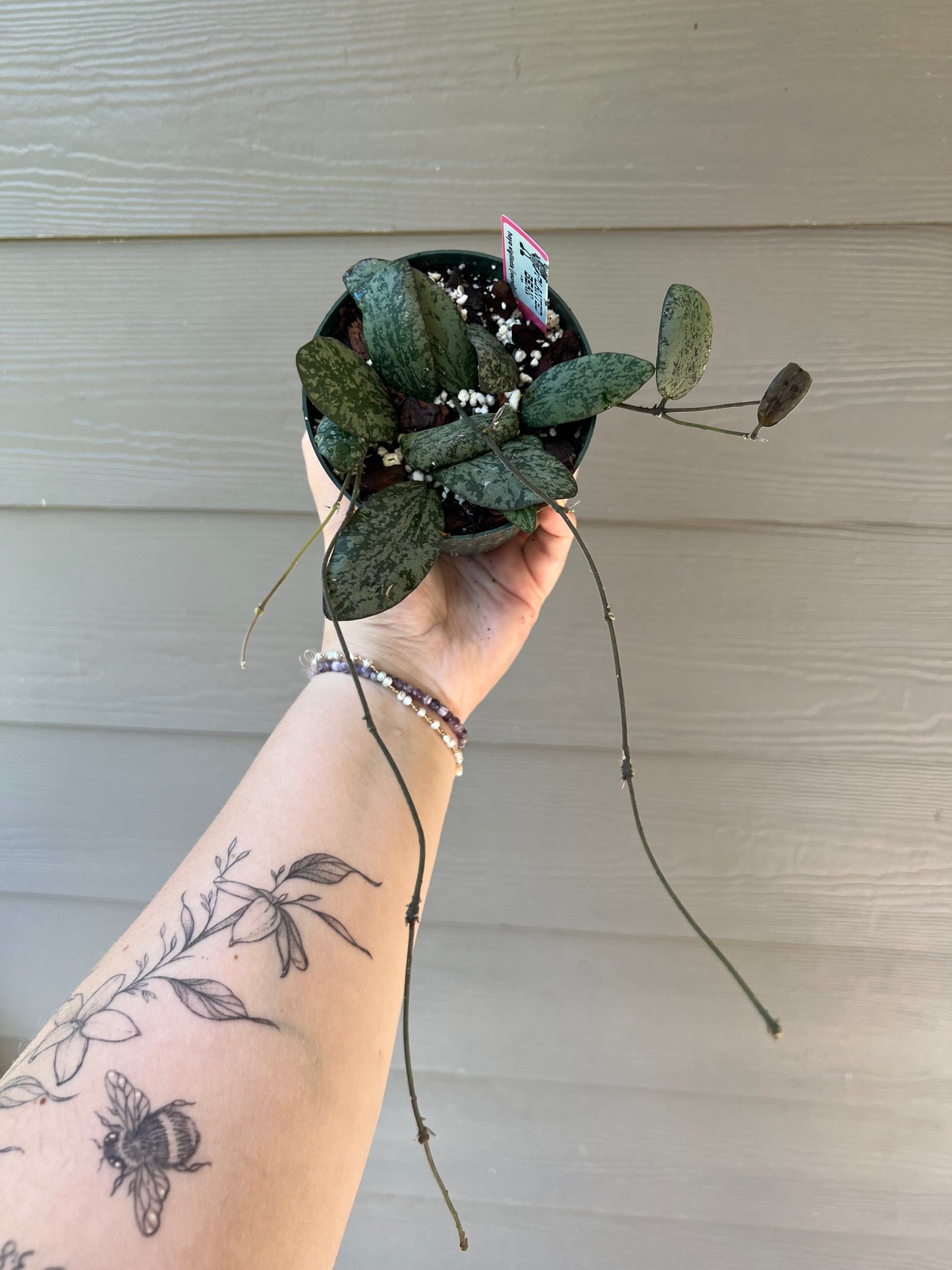 Hoya Sigillatis 4 Inch ROUND
