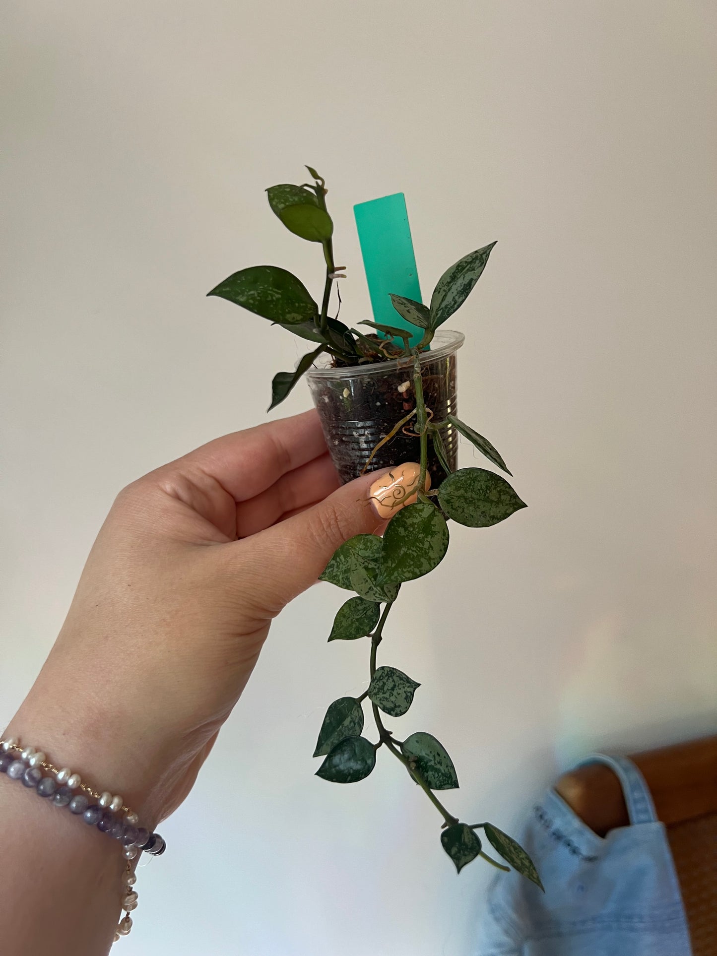 Hoya Lacunosa 'splash’ growers choice