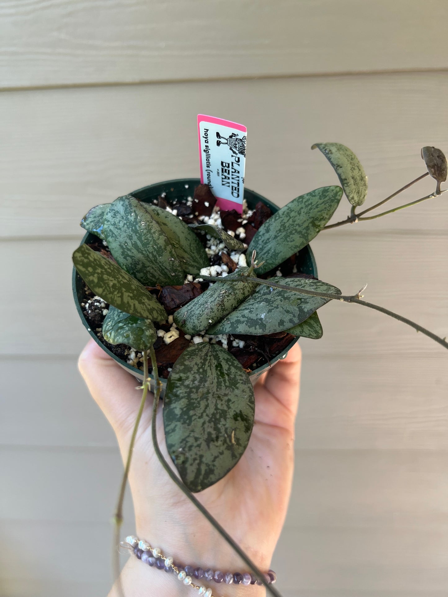 Hoya Sigillatis 4 Inch ROUND
