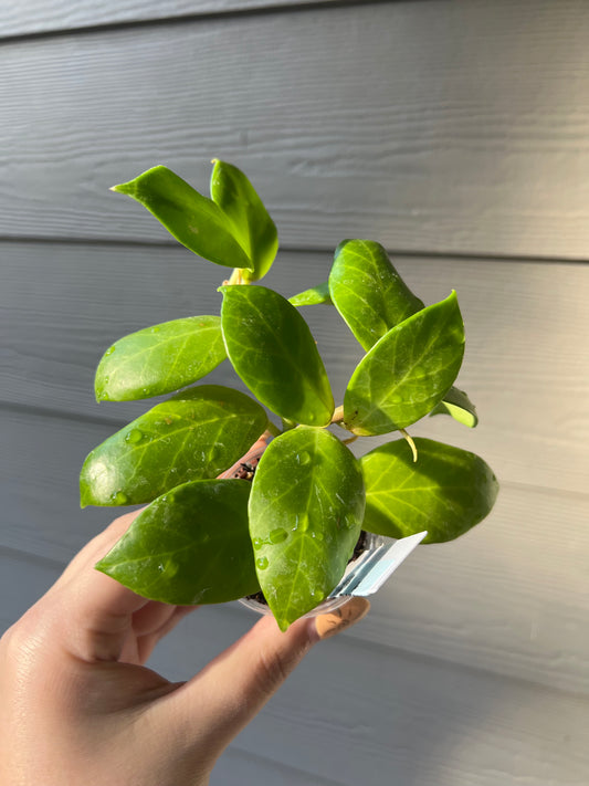 Hoya Obscura Cutting