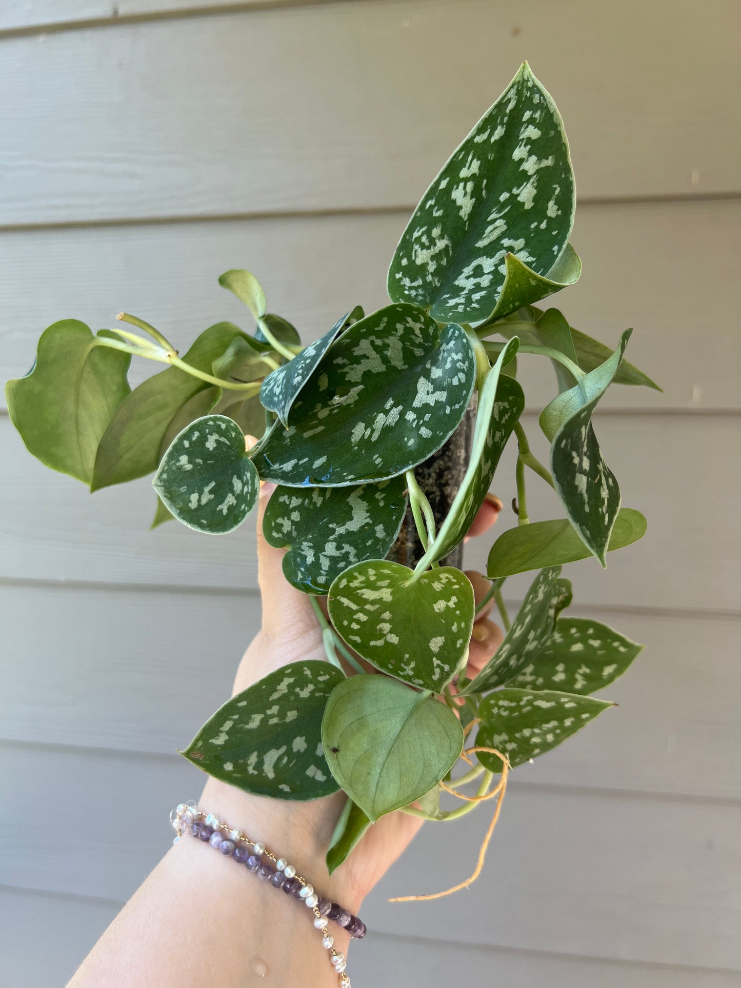 3 Inch Silvery Ann Scindapsus