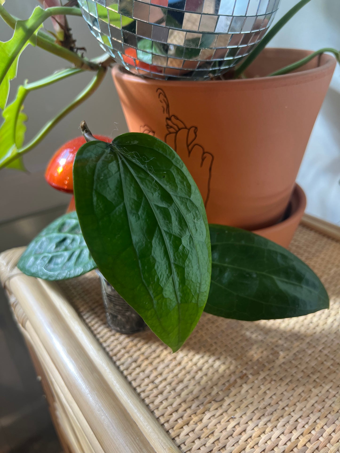 Hoya Glabra Growers Choice