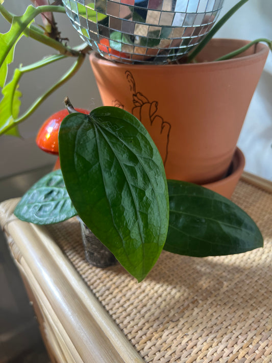 Hoya Glabra Growers Choice