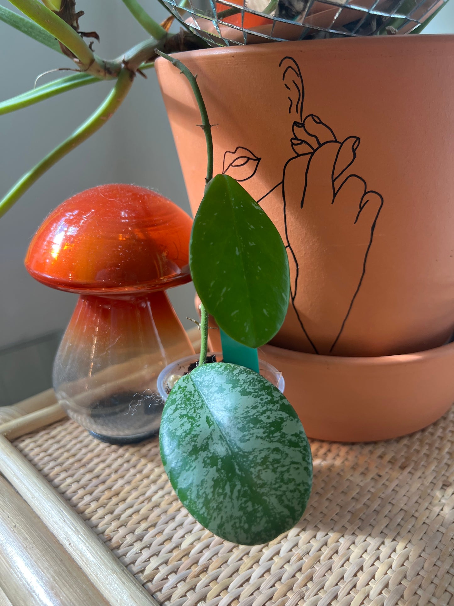 Pubicalyx Obovato Hoya Cutting