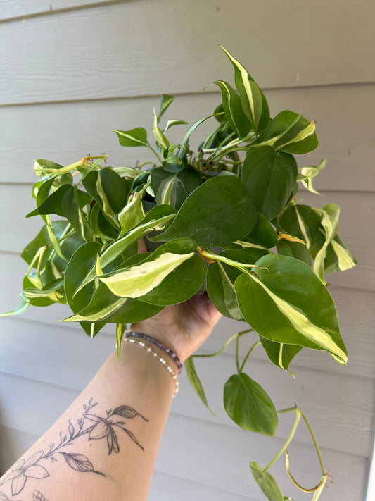 Philodendron 'Silver Stripe'- 6" Pot