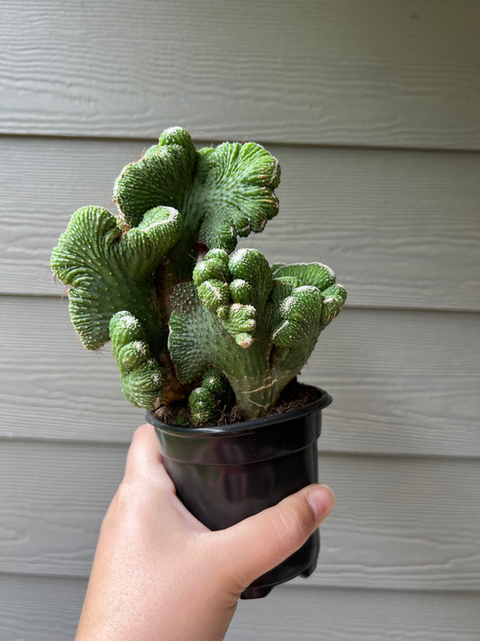 Coral Cacti 4 Inch