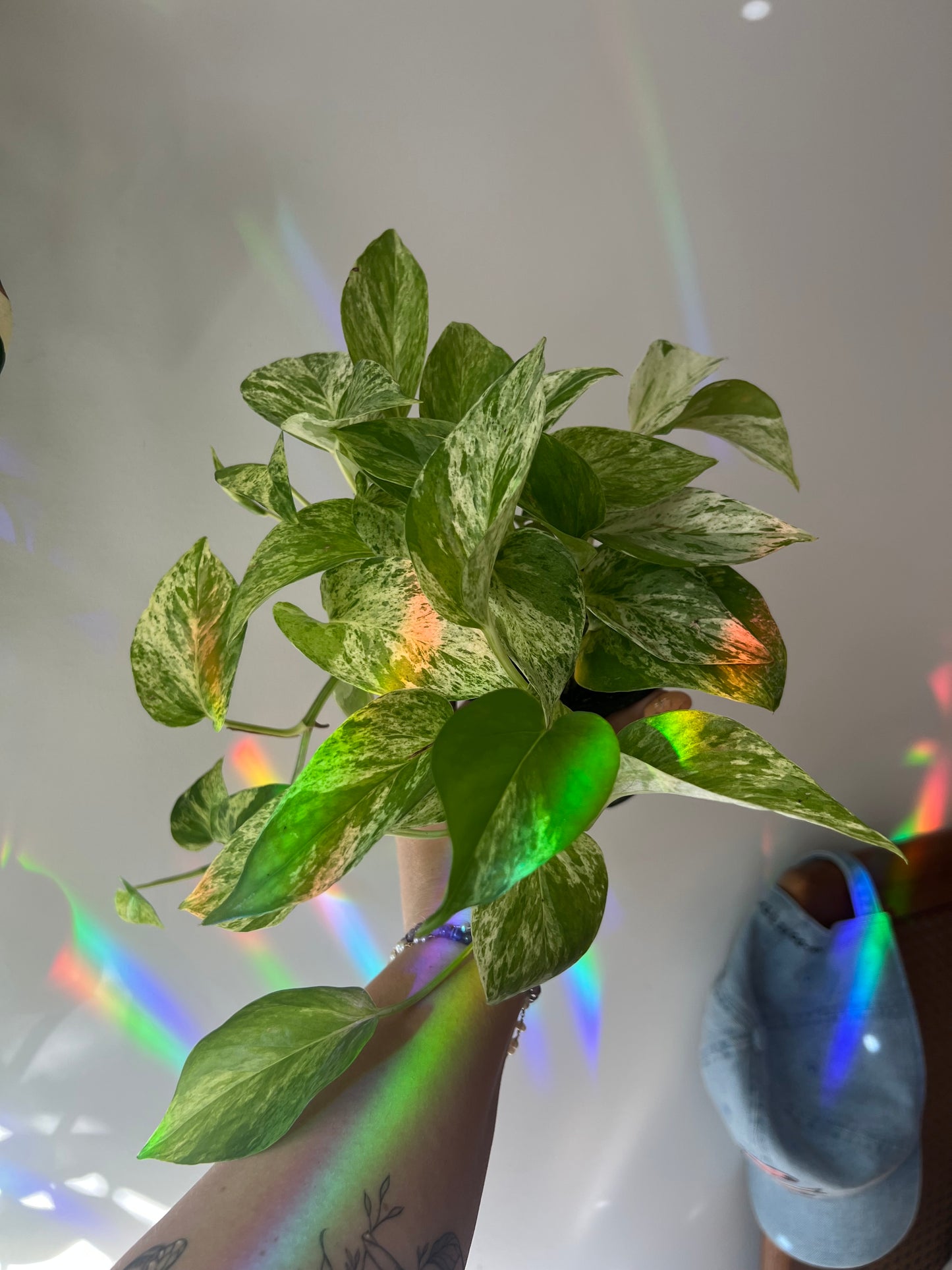 Pothos Marble Queen