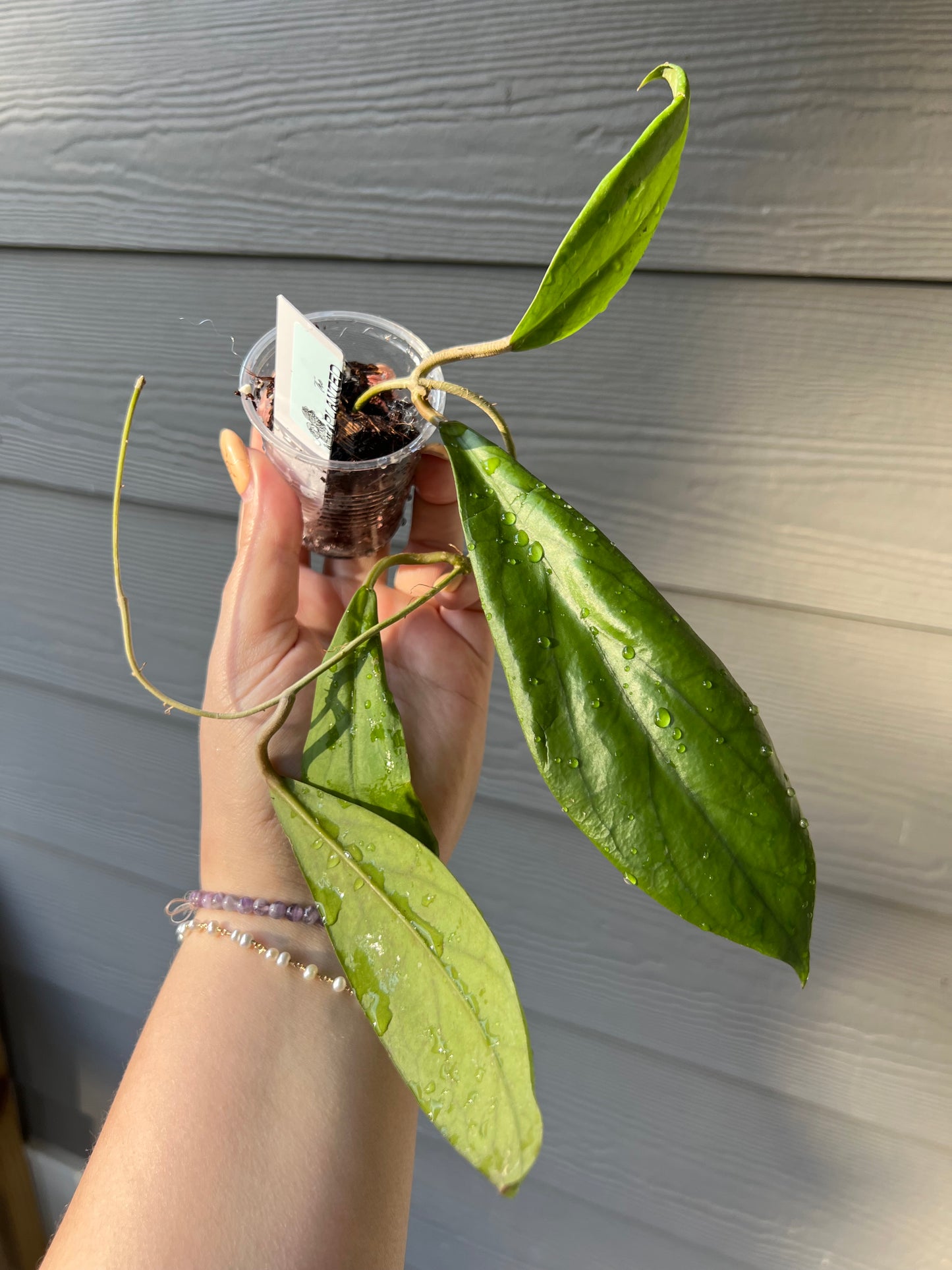 Hoya Golden Eye Cutting