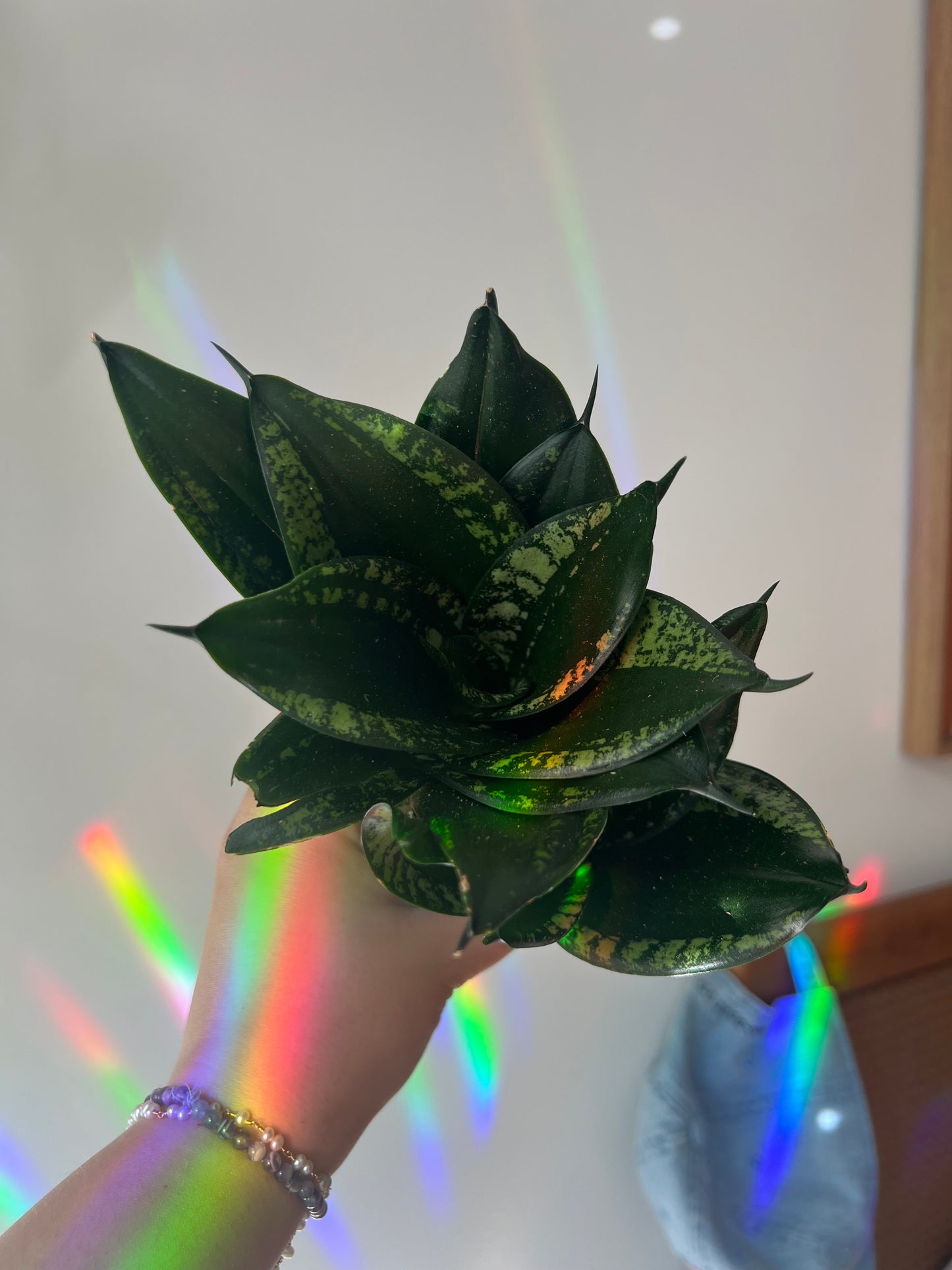 Snake Plant ‘Whitney’