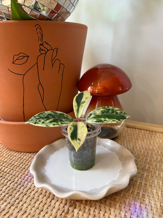 Ceramic Plant Saucers
