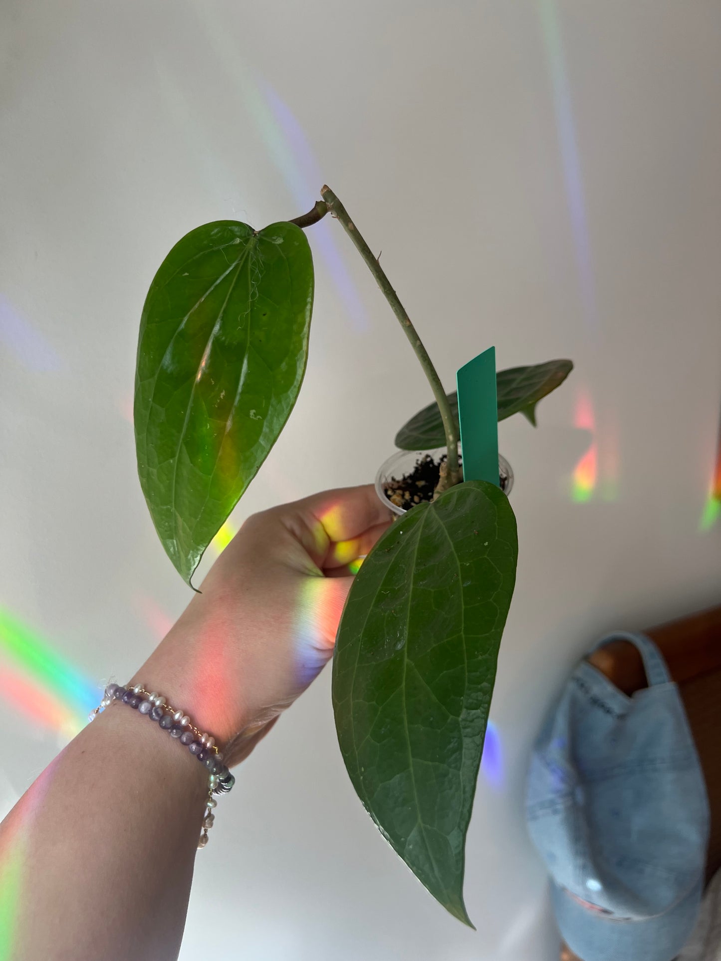 Hoya Glabra Growers Choice