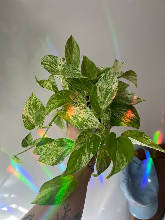 Pothos Marble Queen
